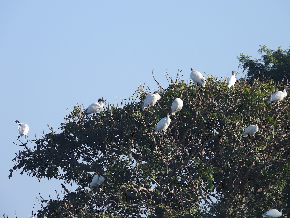 Black-headed Ibis - ML646570175