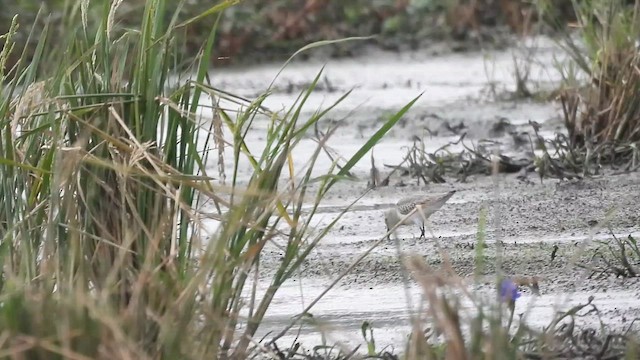 Побережник чорногрудий - ML646570176