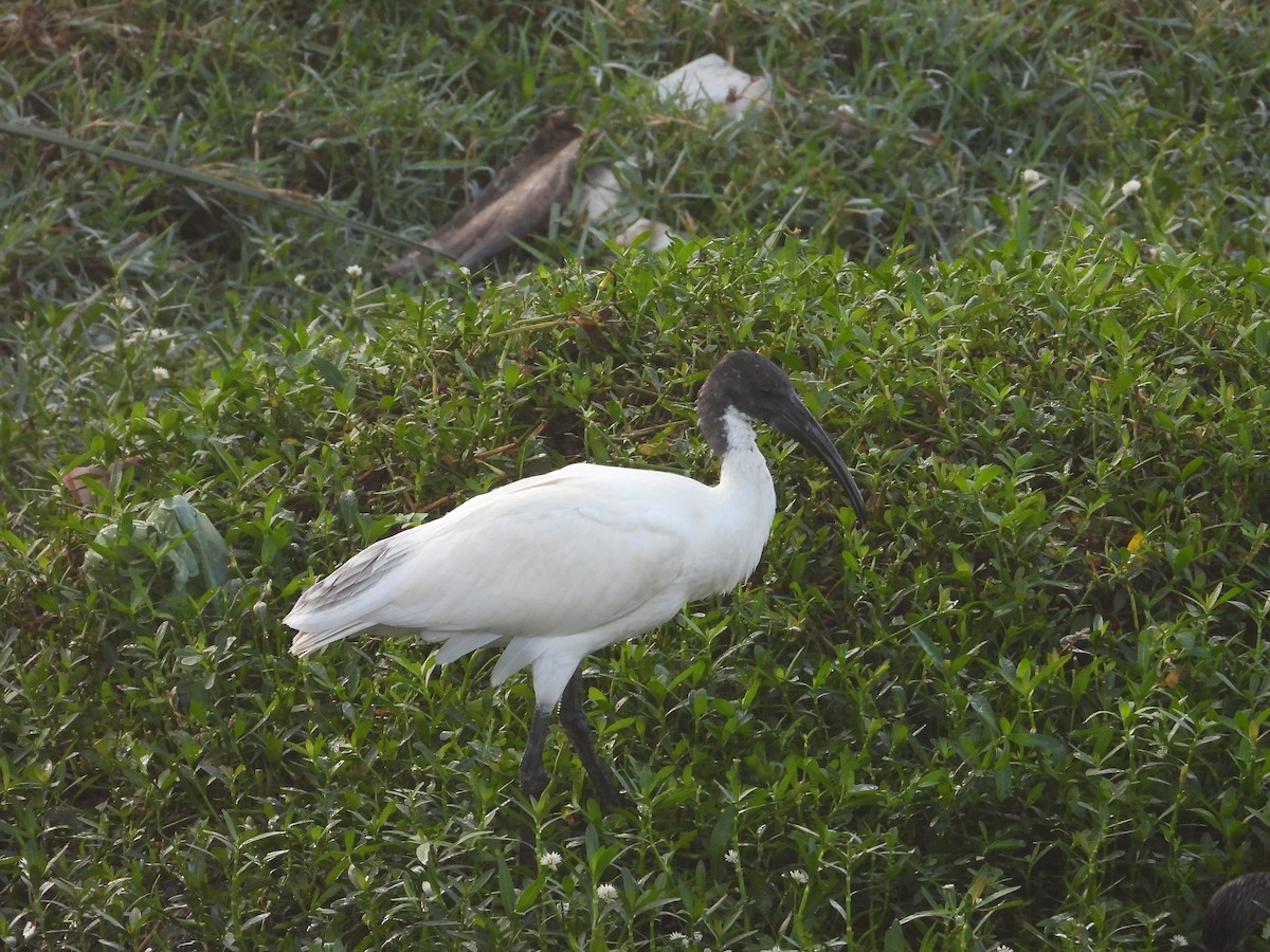 Black-headed Ibis - ML646570177