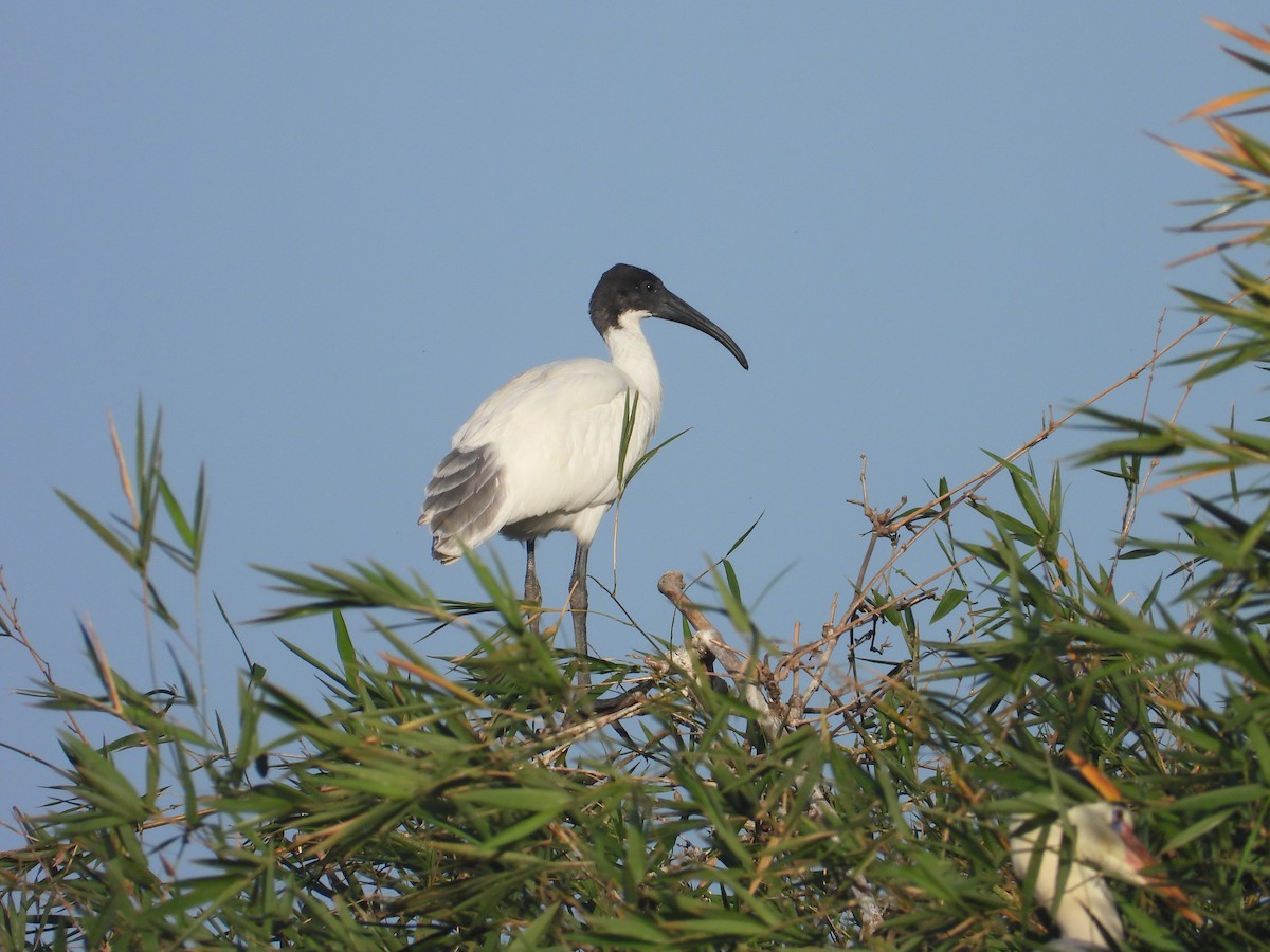 Black-headed Ibis - ML646570178