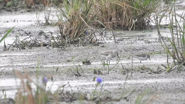 Побережник чорногрудий - ML646570179