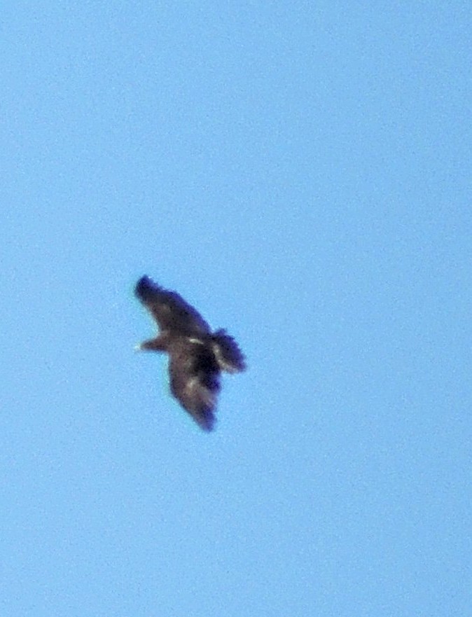 עיט צפרדעים - ML646570180