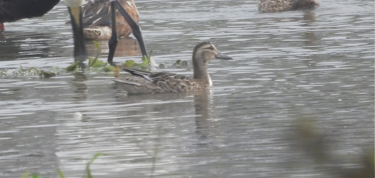 Чирянка велика - ML646570181