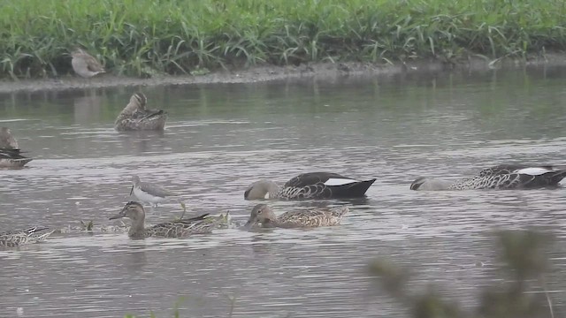 Чирянка велика - ML646570183