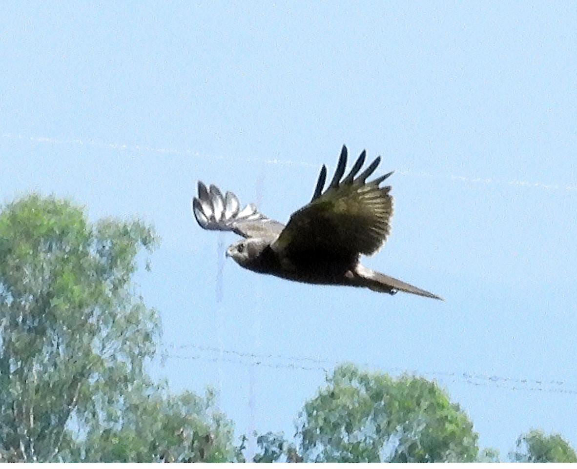 moták východní - ML646570184