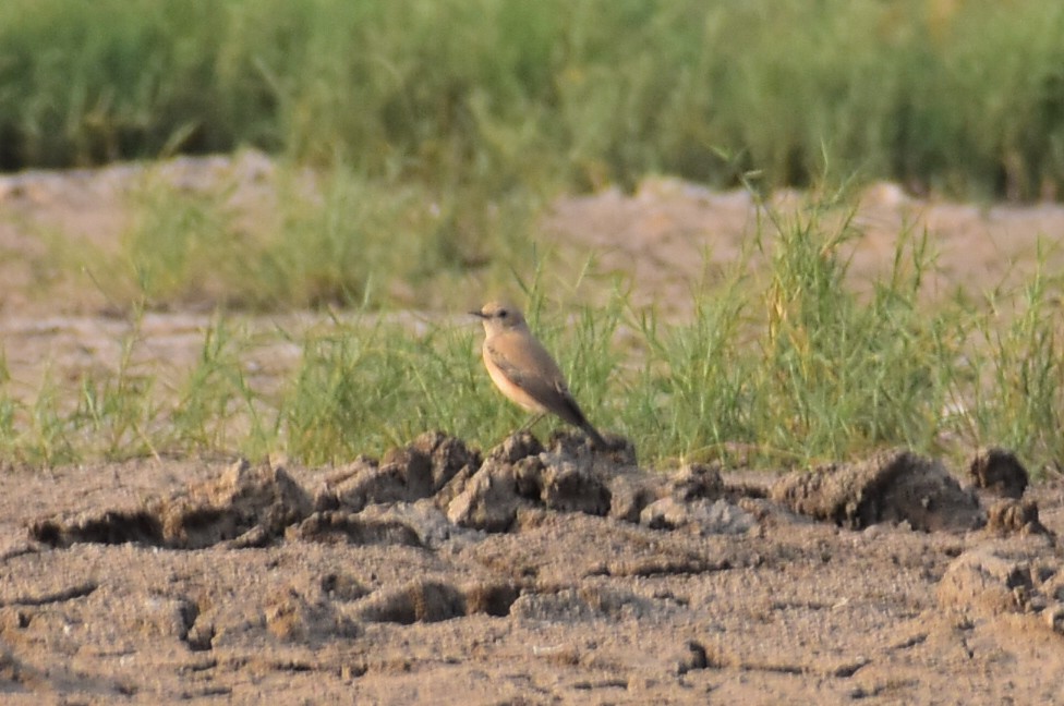 Desert Wheatear - ML646570186