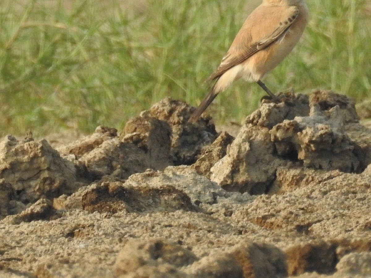 Isabelline Wheatear - ML646570187