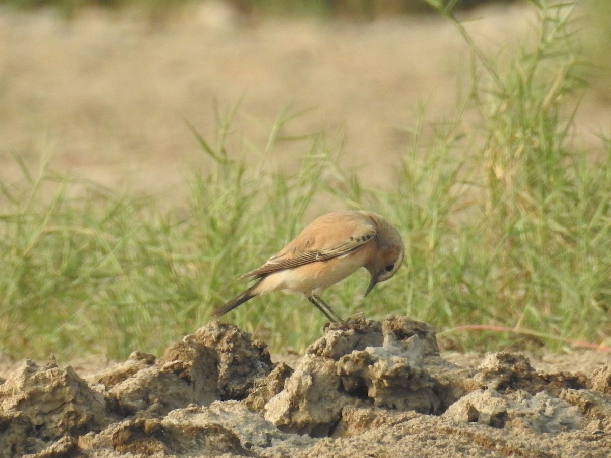 Isabelline Wheatear - ML646570188
