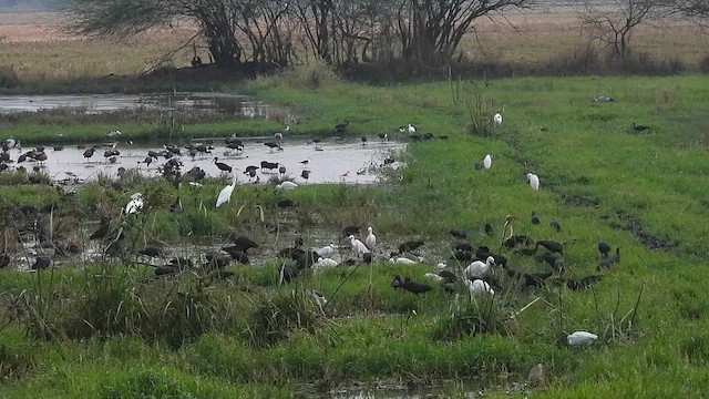 Коровайка бура - ML646570189