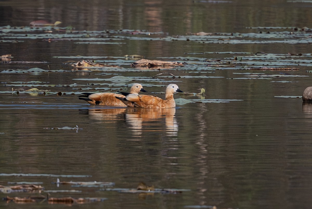 קזרקה חלודית - ML646570190