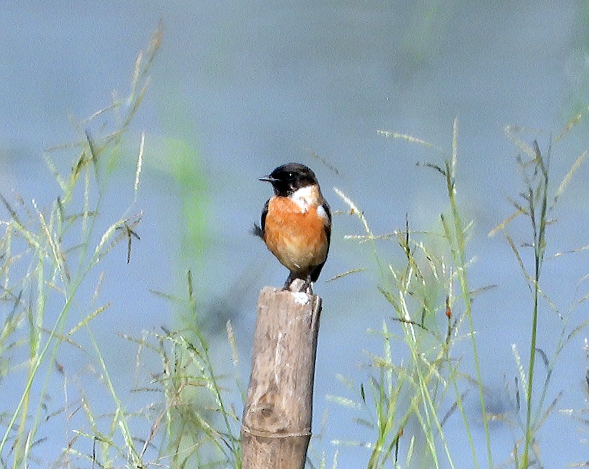 דוחל כתום-שת - ML646570191