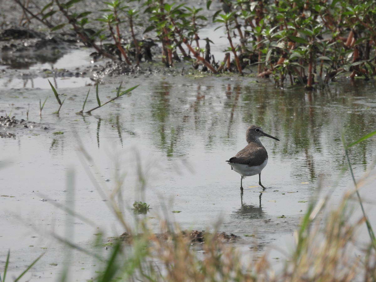Коловодник лісовий - ML646570192