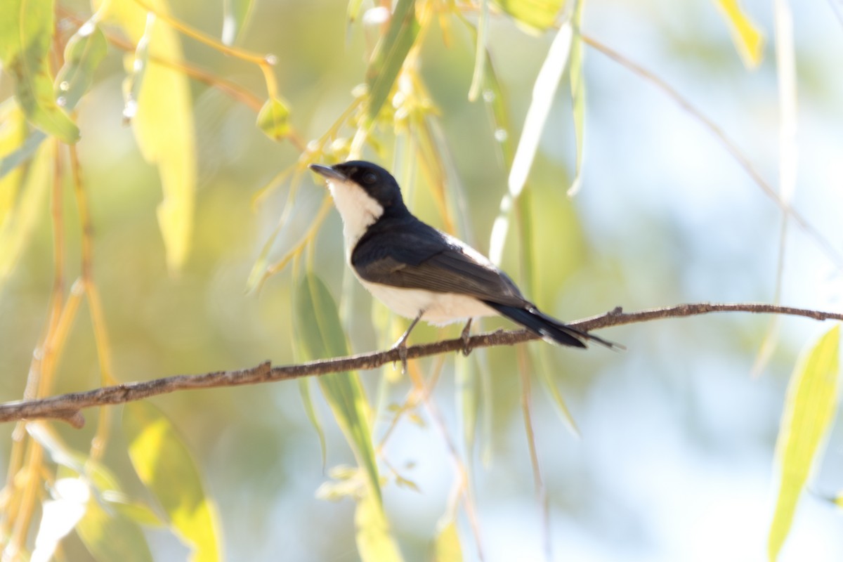 Paperbark Flycatcher - ML646570193