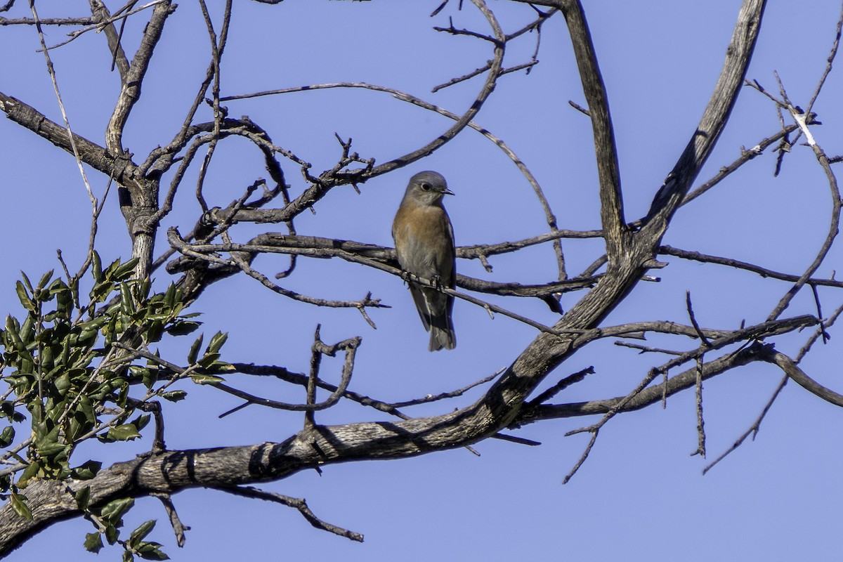 vestblåfugl - ML646570194