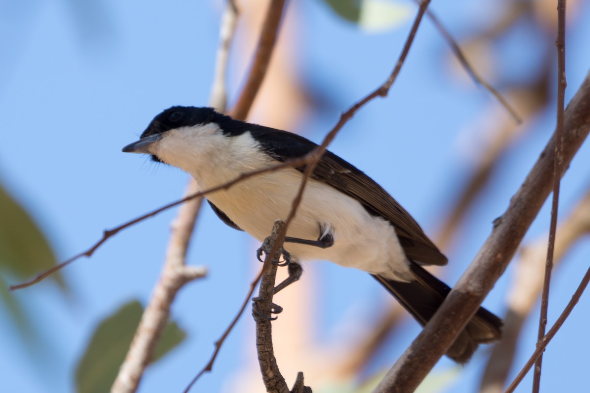 Paperbark Flycatcher - ML646570195