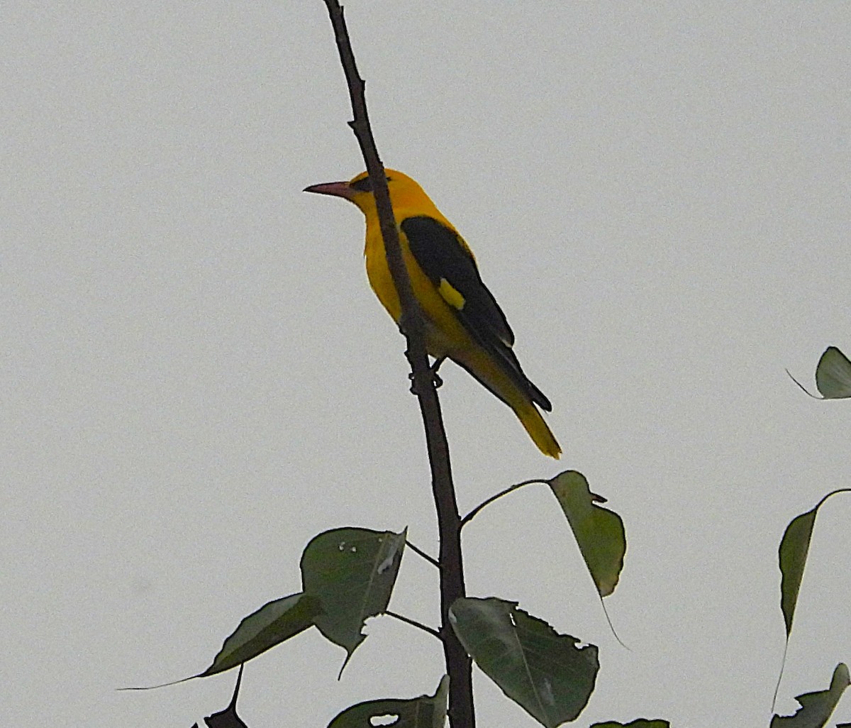 Вивільга індійська - ML646570197