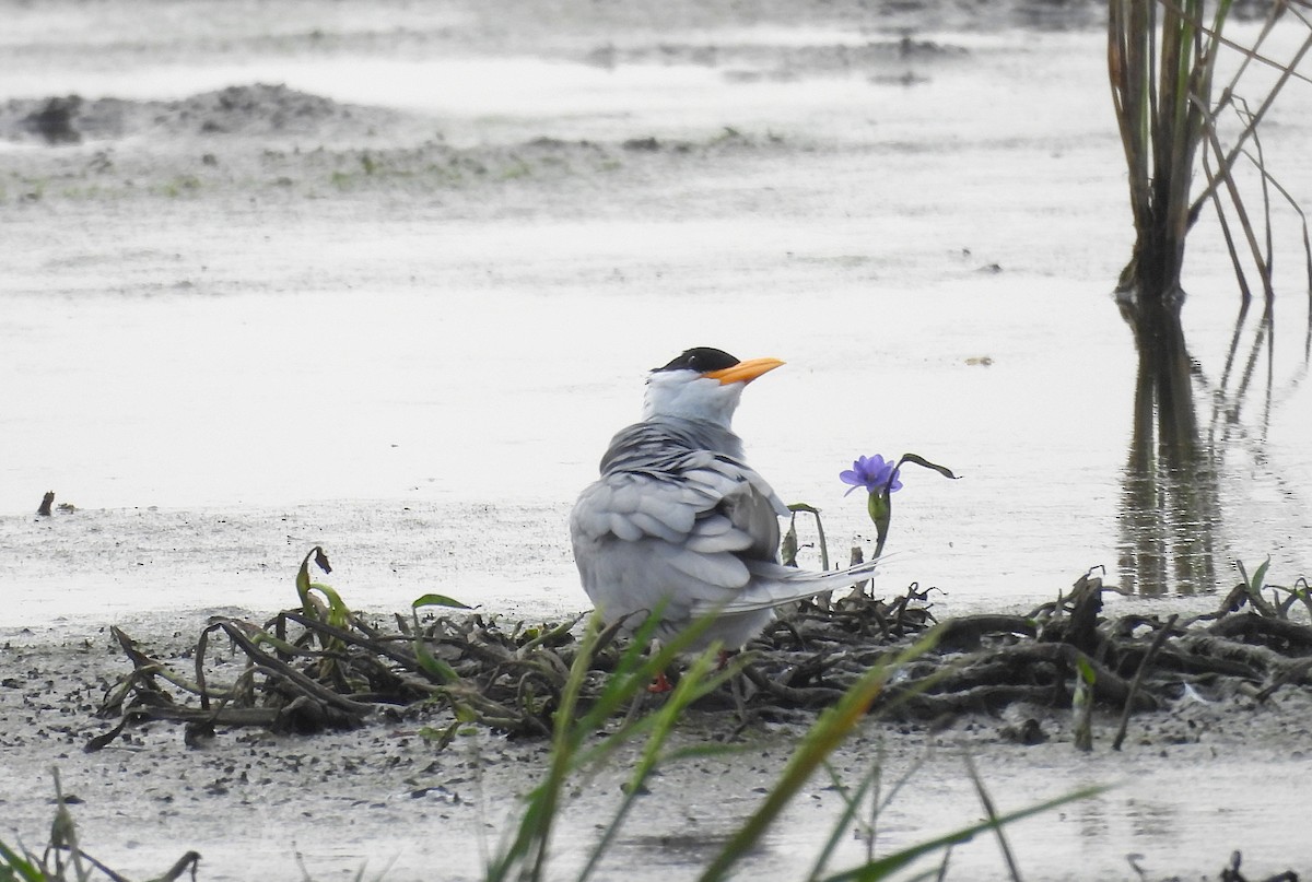 Крячок індійський - ML646570198
