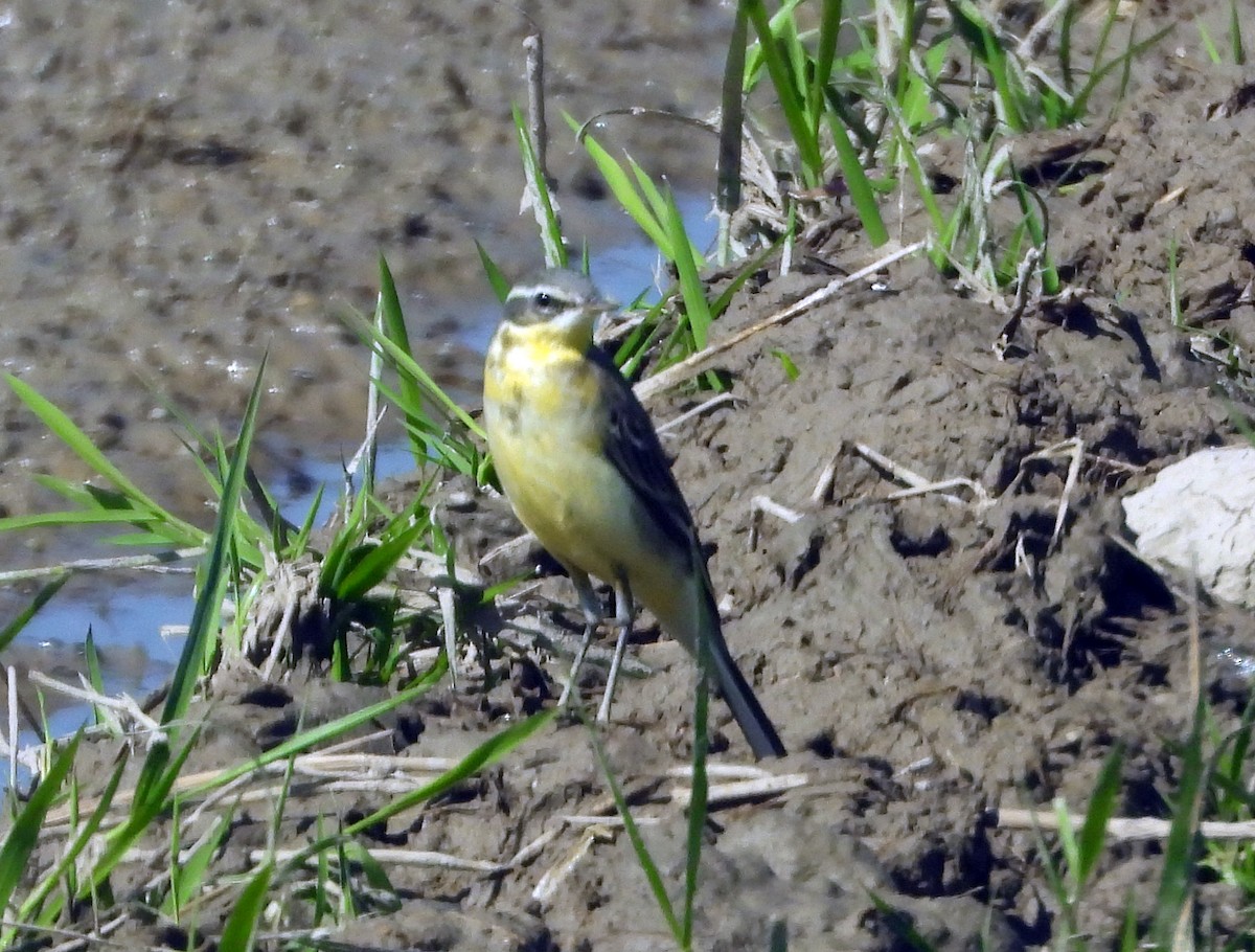 נחליאלי צהוב מזרחי - ML646570199