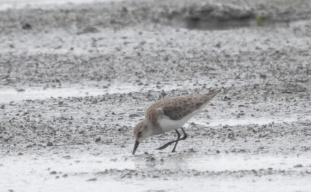 Побережник малий - ML646570206