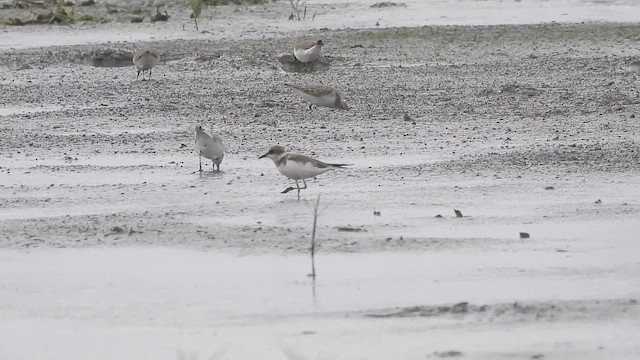 Побережник малий - ML646570207