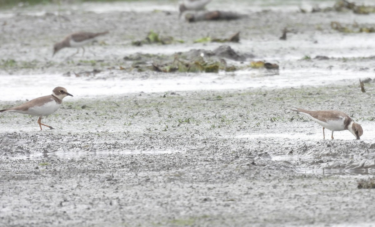 Пісочник малий - ML646570209