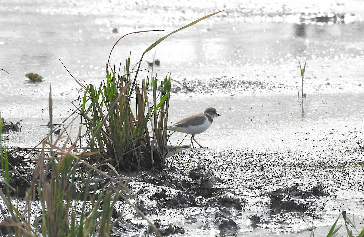 Пісочник малий - ML646570210