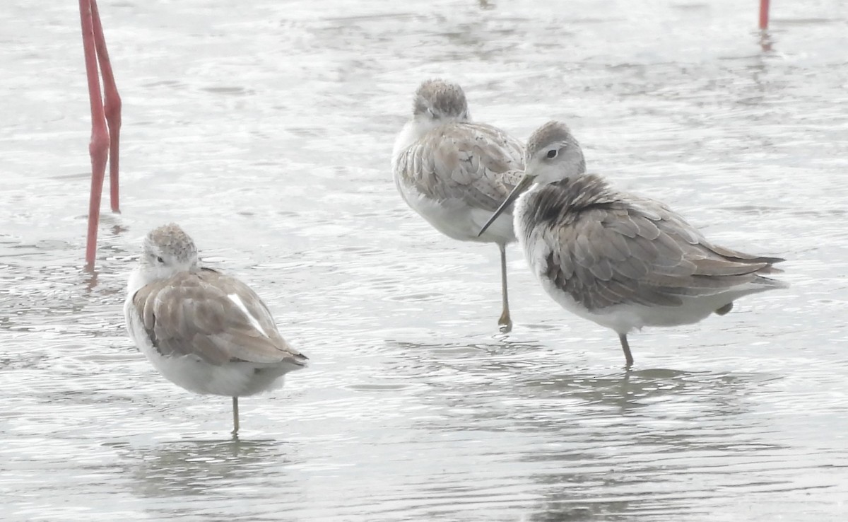 Коловодник ставковий - ML646570214