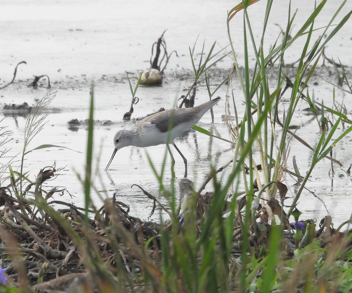 Коловодник ставковий - ML646570215