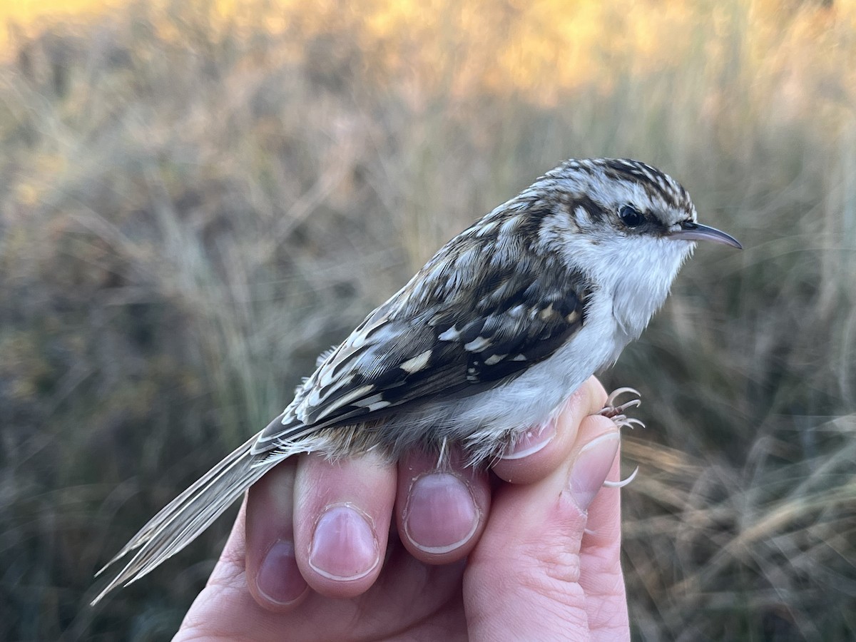 Agateador Euroasiático - ML646570216