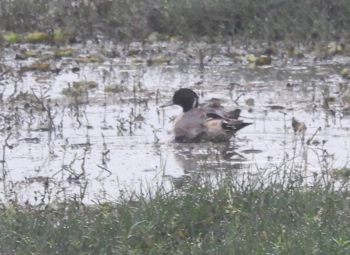 Шилохвіст північний - ML646570220