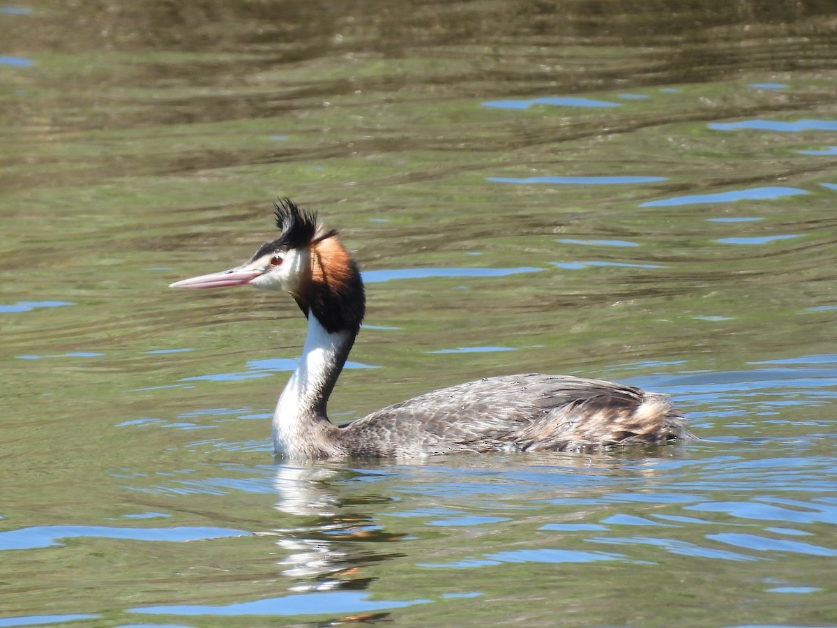 Svasso maggiore - ML646570222