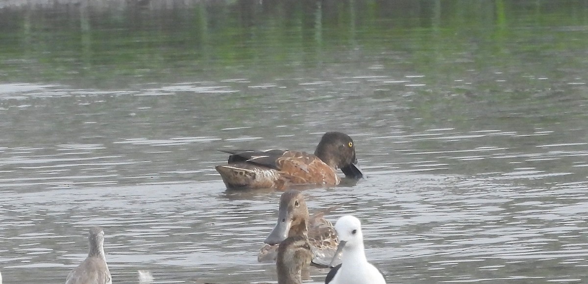 Широконіска північна - ML646570224