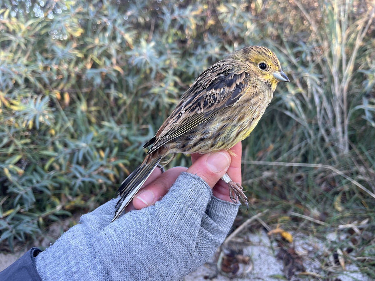 Escribano Cerillo - ML646570225