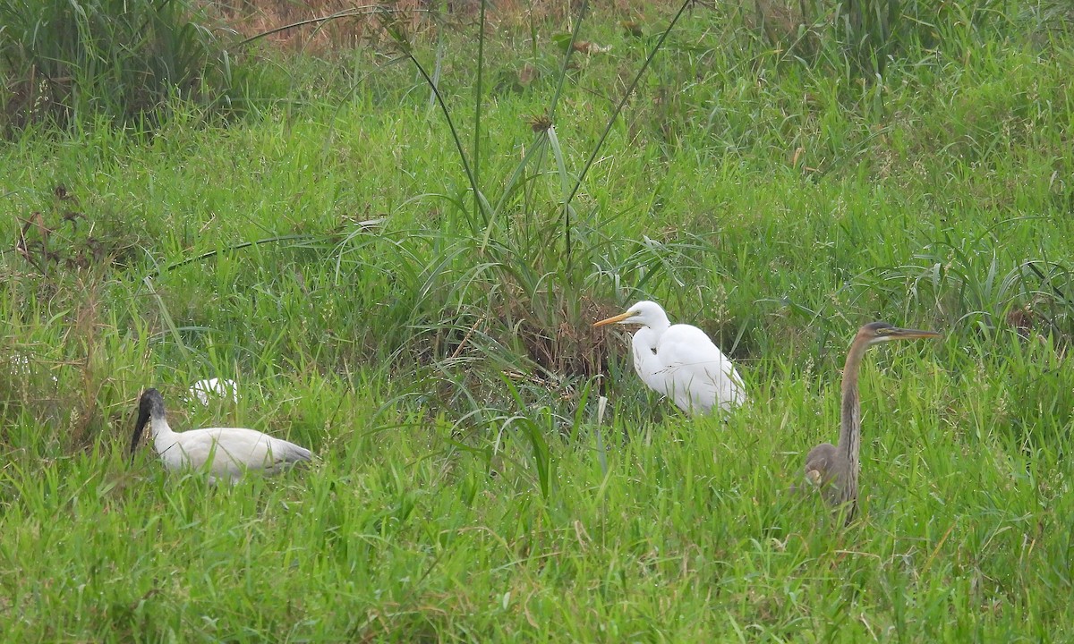 Чапля руда - ML646570246