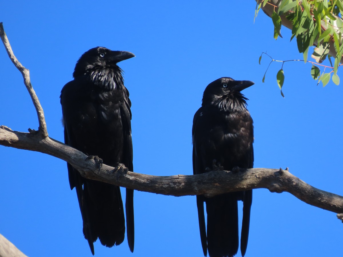 Australian Raven - ML646570248