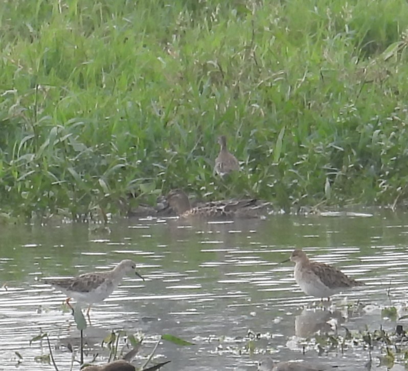 Брижач - ML646570251