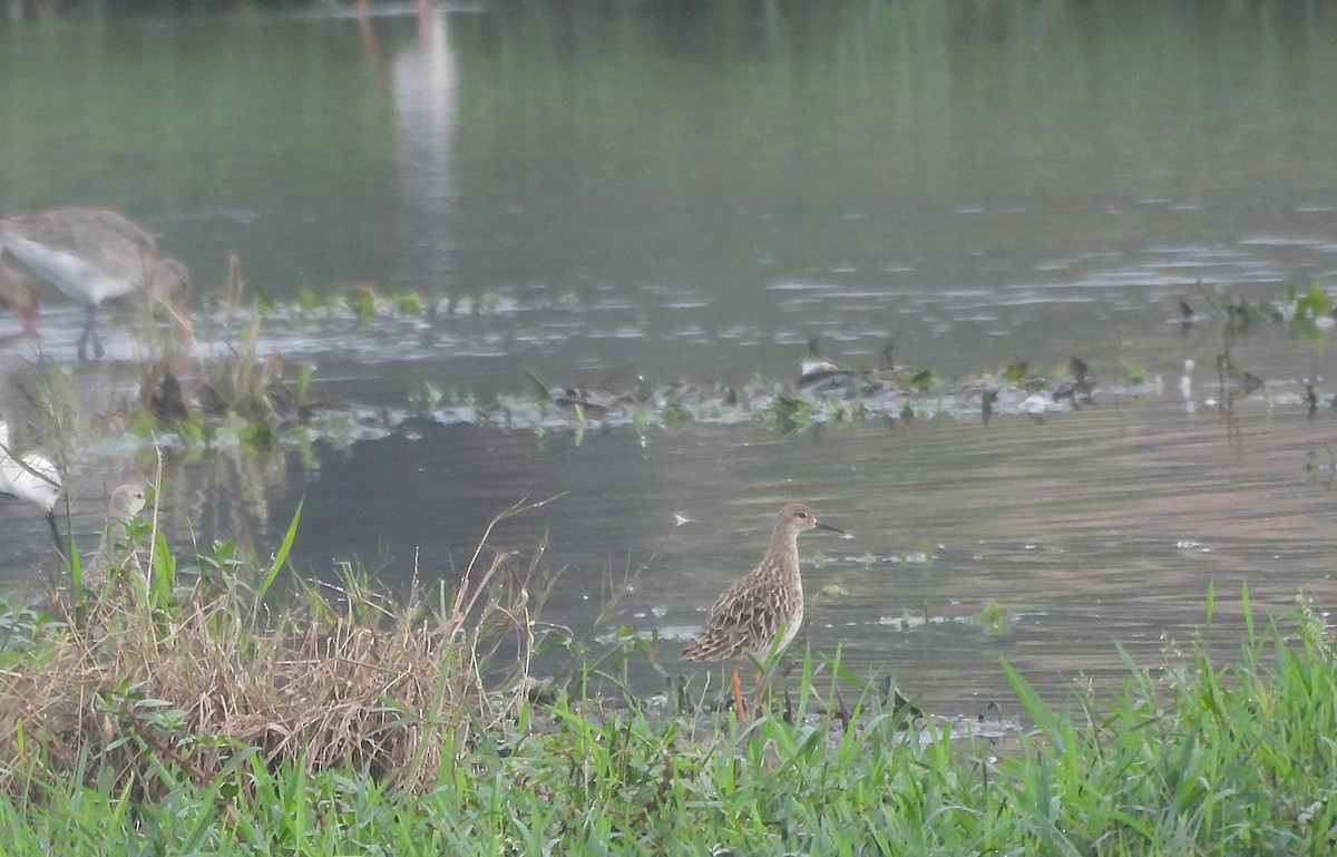 Брижач - ML646570252