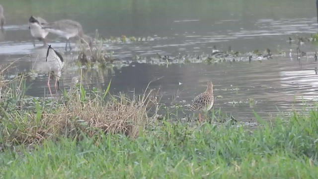 Брижач - ML646570253