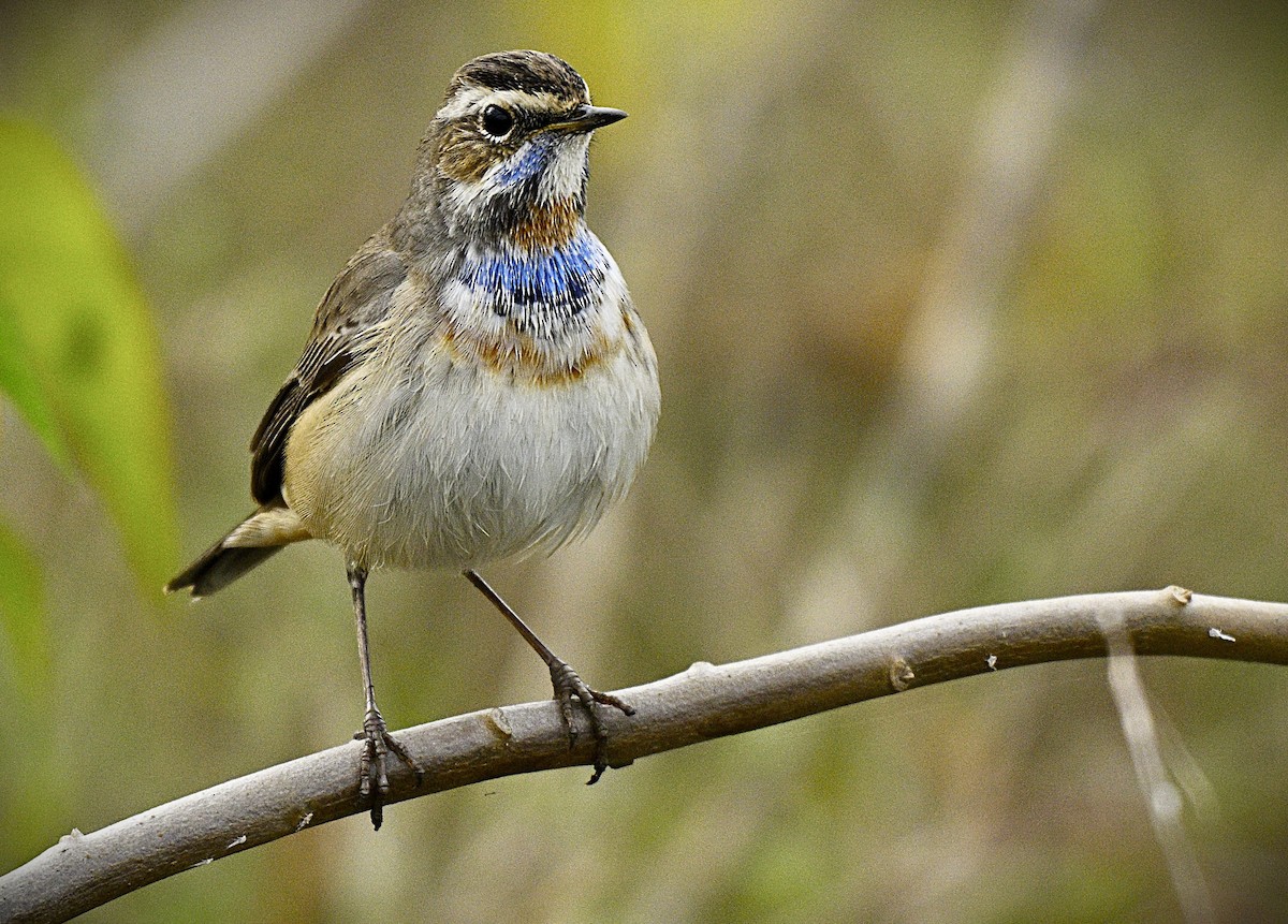 Bluethroat - ML646570257