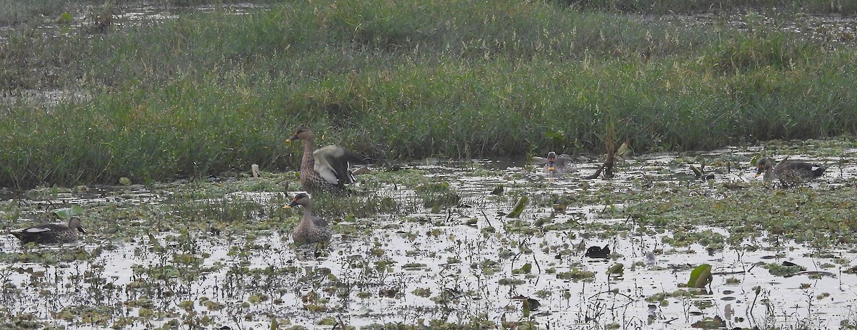 Крижень чорний - ML646570259