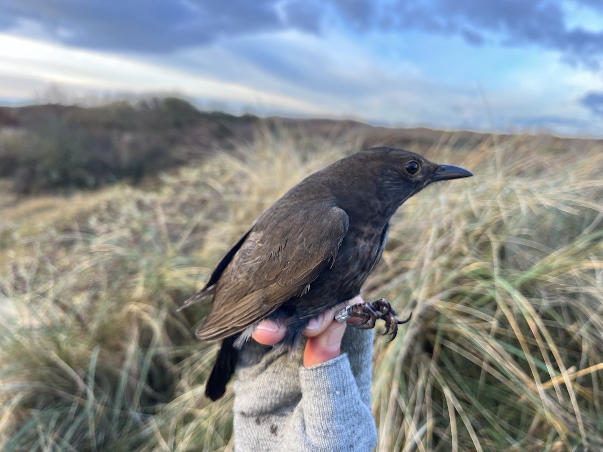 Mirlo Común - ML646570268