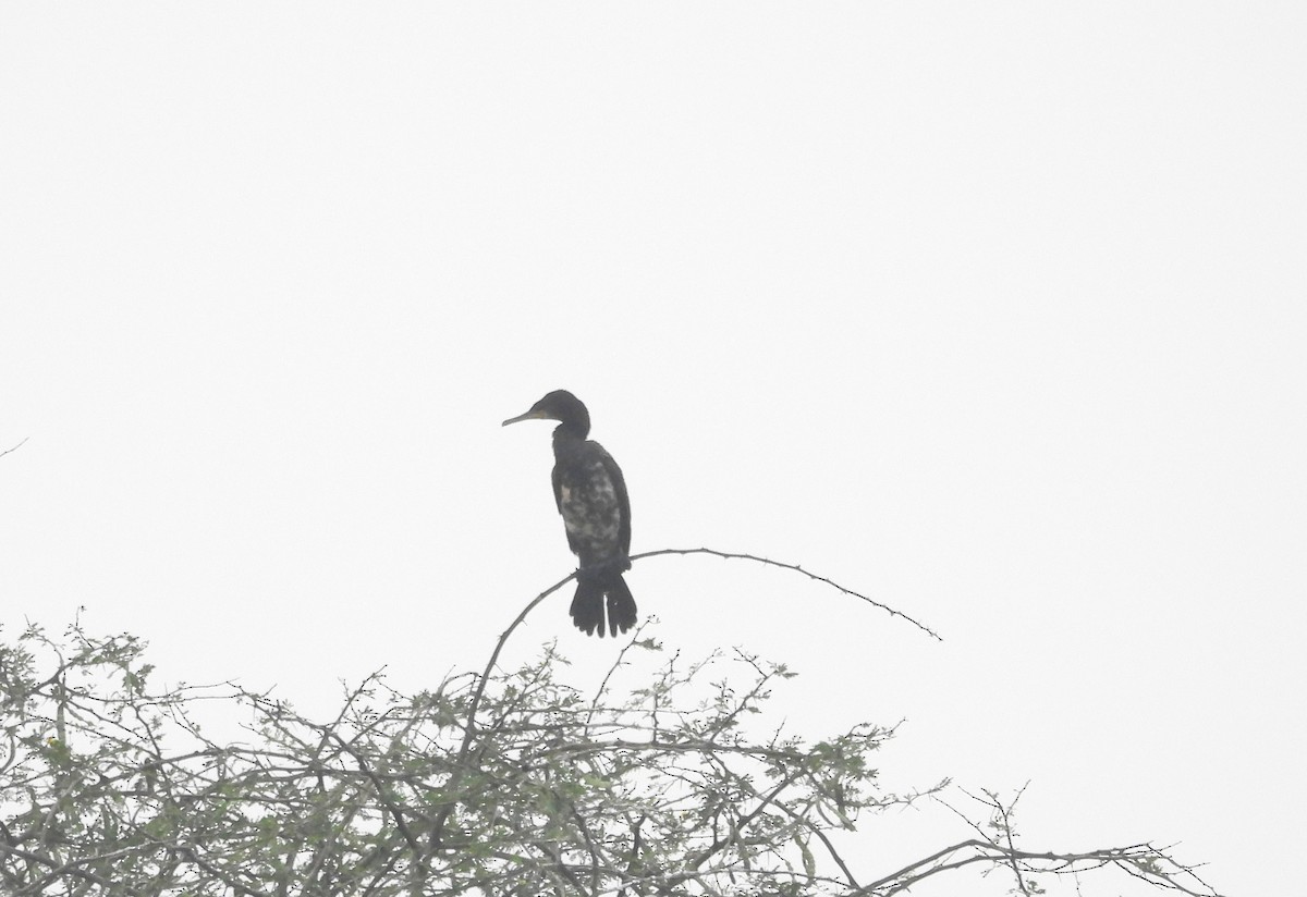 Баклан індійський - ML646570269