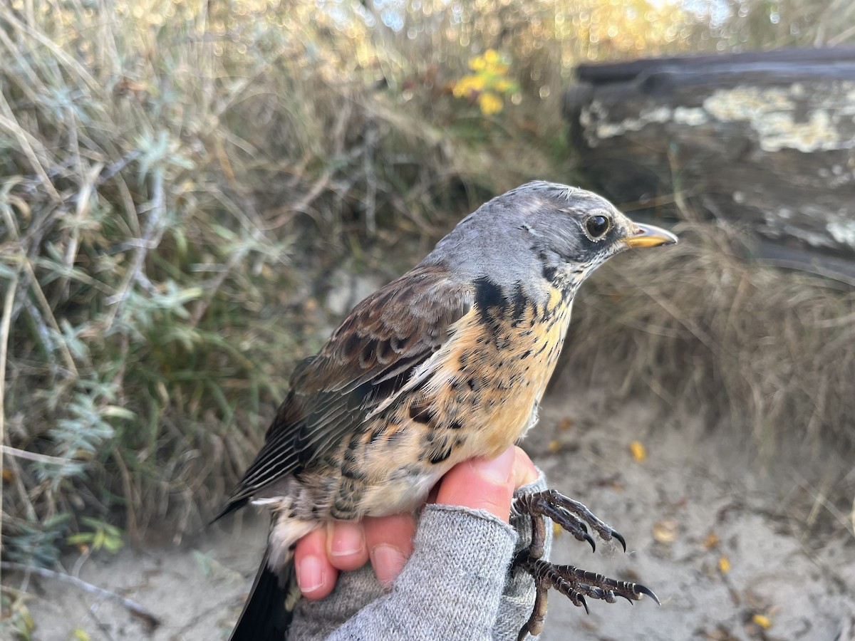 Zorzal Real - ML646570270