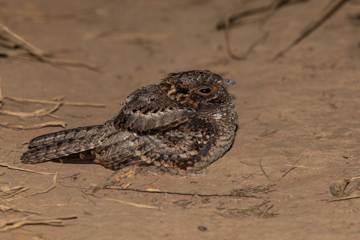 Little Nightjar - ML646570273