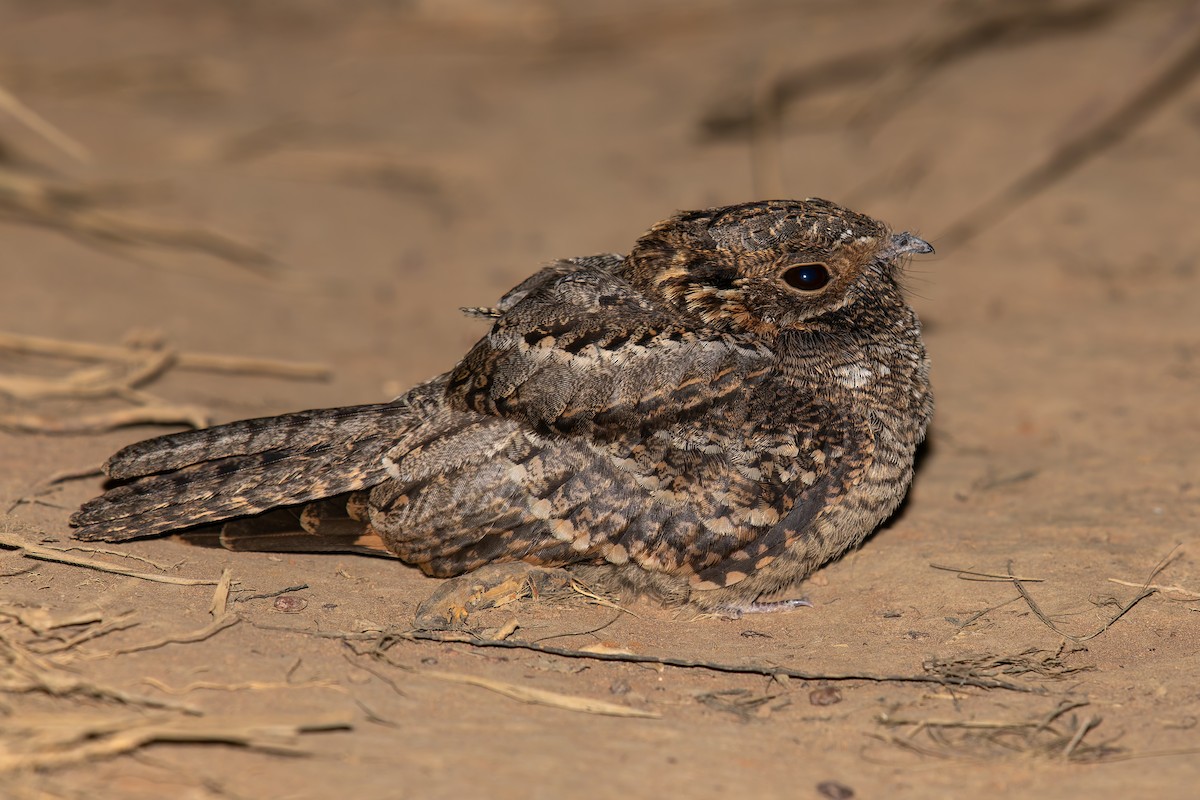 Little Nightjar - ML646570274