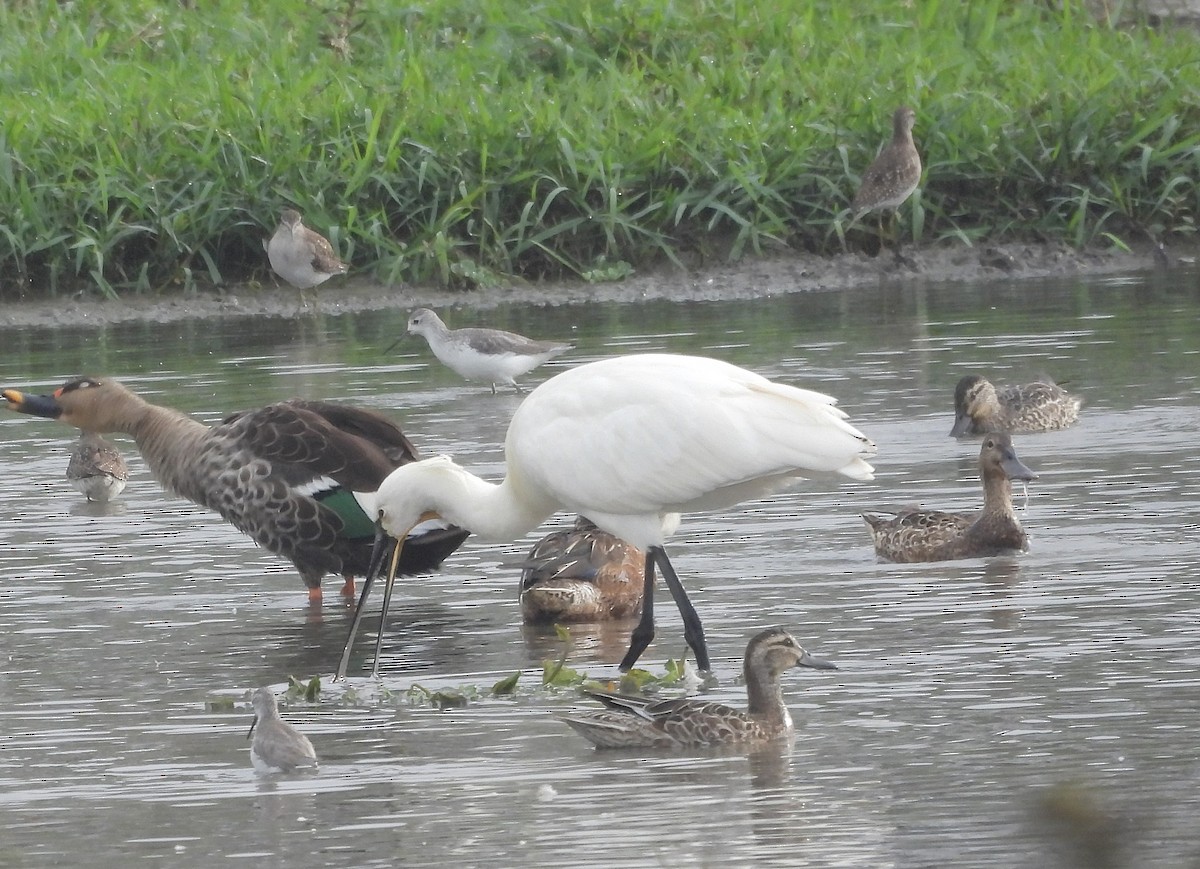 Косар білий - ML646570275