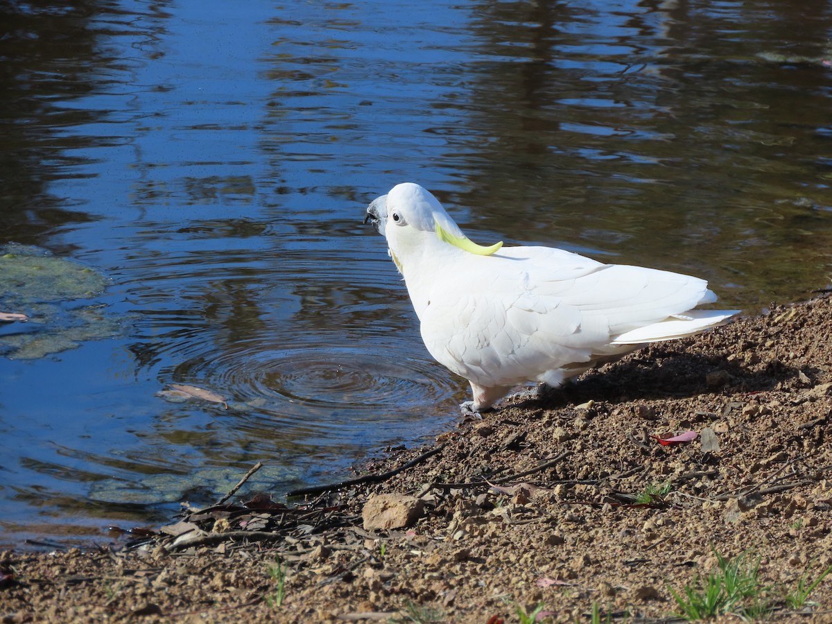 Sulphur-crested Cockatoo - ML646570276
