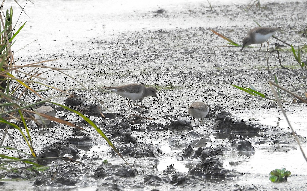 Побережник білохвостий - ML646570282
