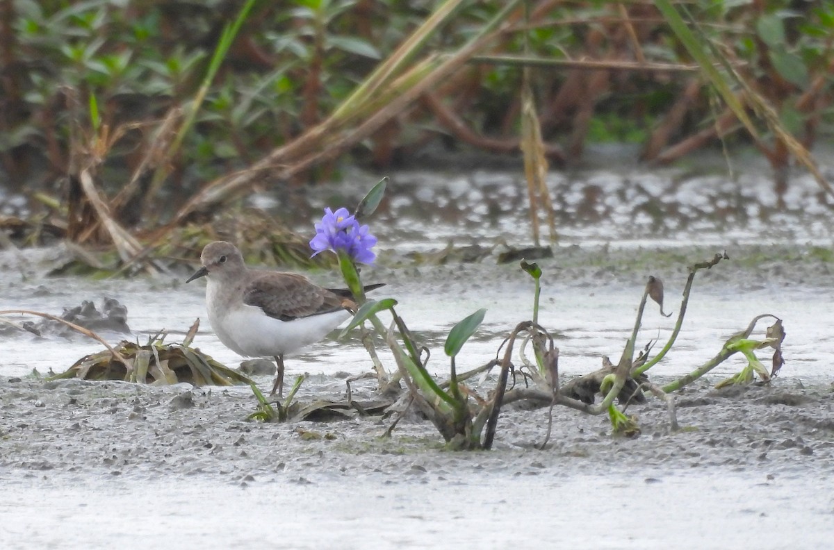 Побережник білохвостий - ML646570283