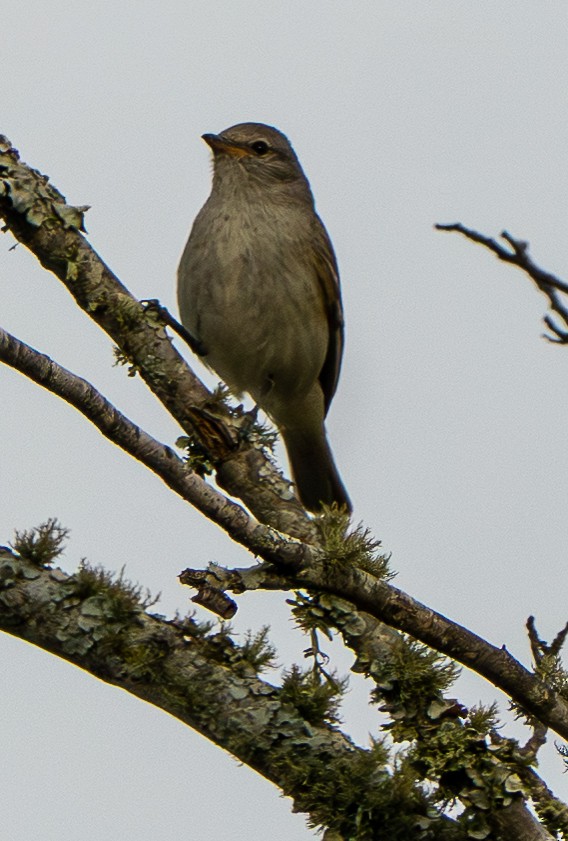 Southern Beardless-Tyrannulet - ML646570284